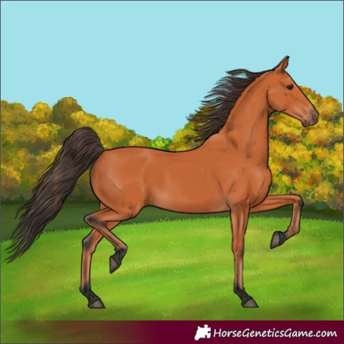 Horse Color:Bay 