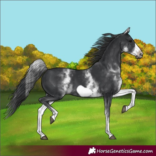 Horse Color:White Spotted Black Frame 