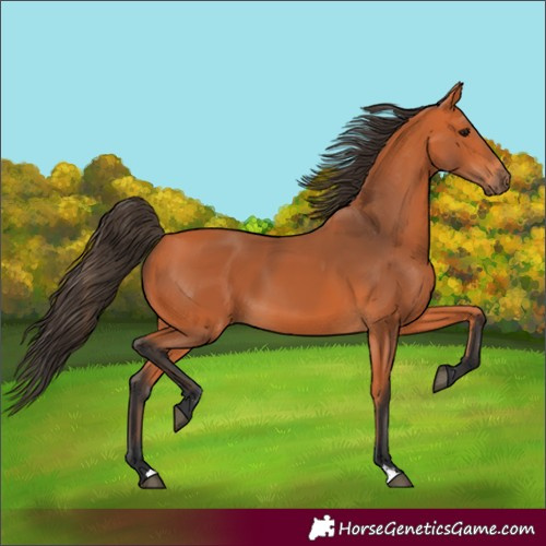 Horse Color:Bay 