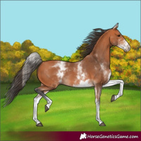 Horse Color:White Spotted Bay 