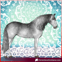 Horse Color:Gray White Spotted Black