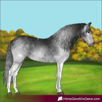 Horse Color:Gray White Spotted Black 