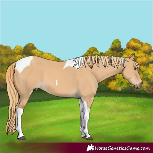 Horse Color:Red Dun Tobiano 