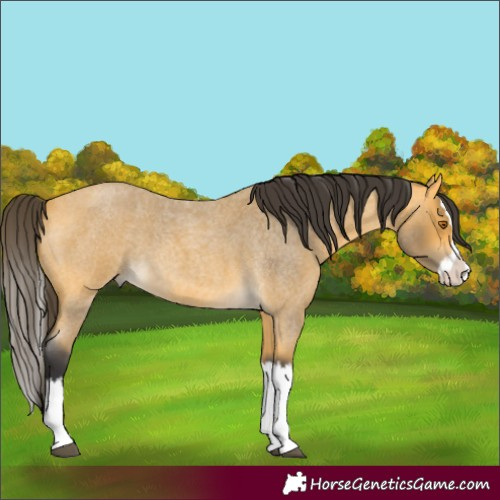 Horse Color:Buckskin Roan Splash