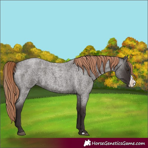 Horse Color:Liver Red Roan Frame