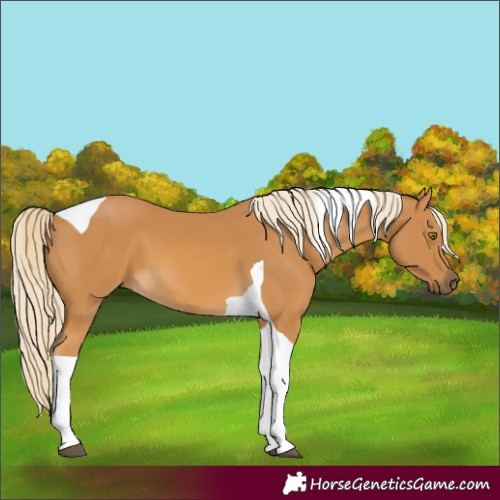 Horse Color:Palomino Tobiano 