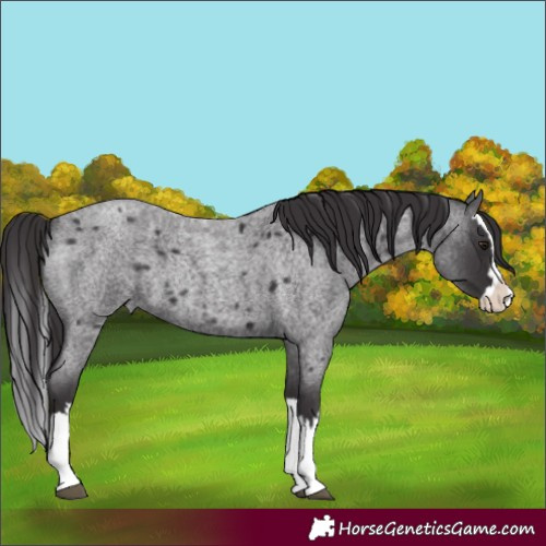 Horse Color:Smoky Blue Roan Splash 