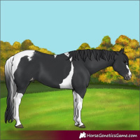 Horse Color:Black Tobiano Appaloosa 