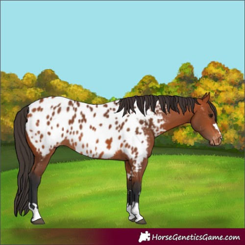 Horse Color:Bay Appaloosa 