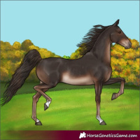 Horse Color:Liver Chestnut Rabicano