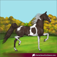 Horse Color:Liver Chestnut Tobiano Frame 