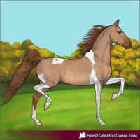 Horse Color:Red Dun Tobiano Rabicano 