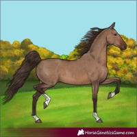 Horse Color:Liver Red Dun Tobiano Rabicano 