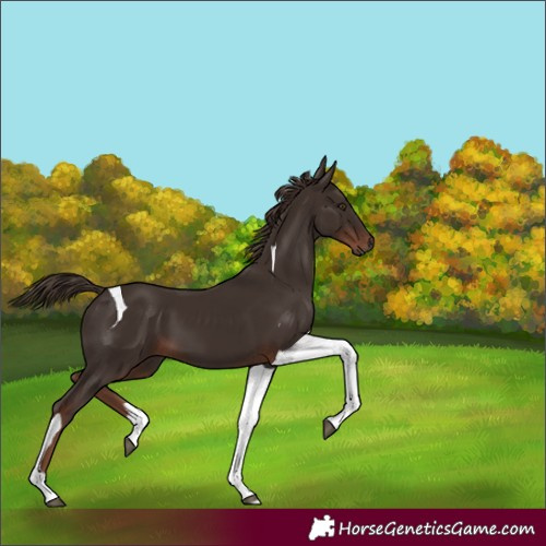 Horse Color:Liver Chestnut Tobiano