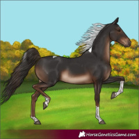 Horse Color:Liver Chestnut Tobiano Rabicano