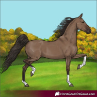 Horse Color:Liver Red Dun Tobiano Rabicano