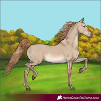 Horse Color:Red Dun Rabicano