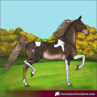 Horse Color:Liver Chestnut Tobiano Rabicano 