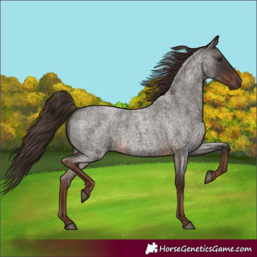 Horse Color:Liver Red Roan