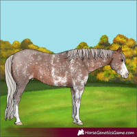 Horse Color:Silver Bay Sabino 