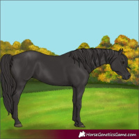Horse Color:Smoky Black