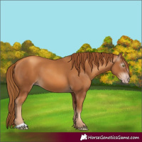 Horse Color:Gray Gold Champagne