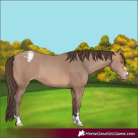 Horse Color:Amber Champagne Appaloosa