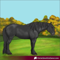 Horse Color:Black Appaloosa 