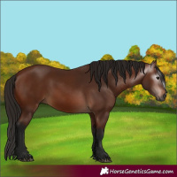 Horse Color:Gray Bay 
