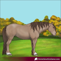 Horse Color:Classic Champagne