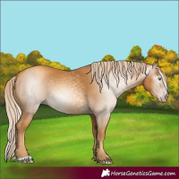 Horse Color:Gray Gold Cream Champagne 