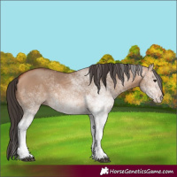 Horse Color:White Spotted Bay Dun 