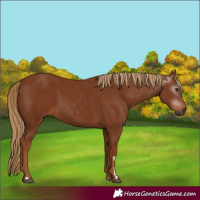 Horse Color:Gray Chestnut