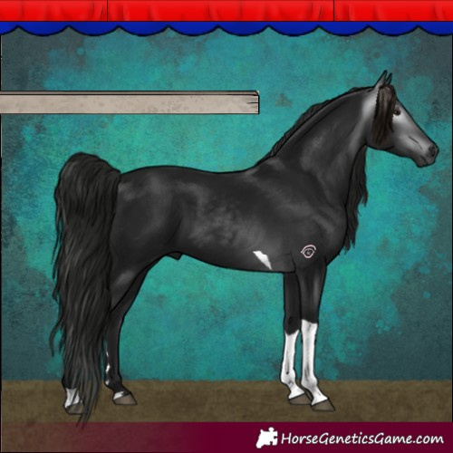 Horse Color:Gray Smoky Black Tobiano 