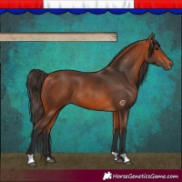 Horse Color:Bay 