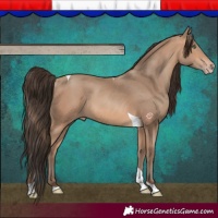 Horse Color:Amber Champagne Tobiano 