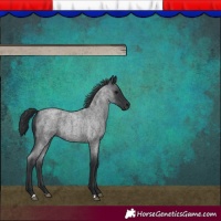 Horse Color:Blue Roan 