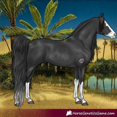 Horse Color:Black Splash 