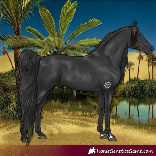 Horse Color:Black 