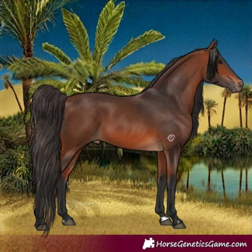 Horse Color:Bay 