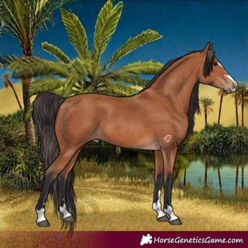 Horse Color:Bay 