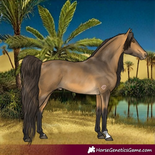 Horse Color:Buckskin 