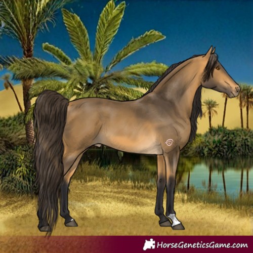 Horse Color:Buckskin 