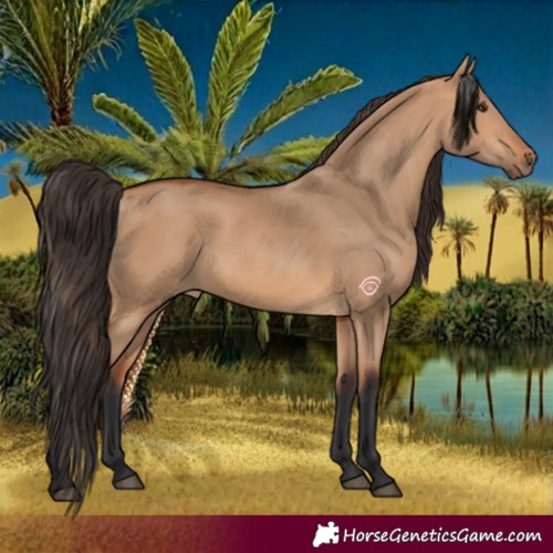 Horse Color:Bay Dun