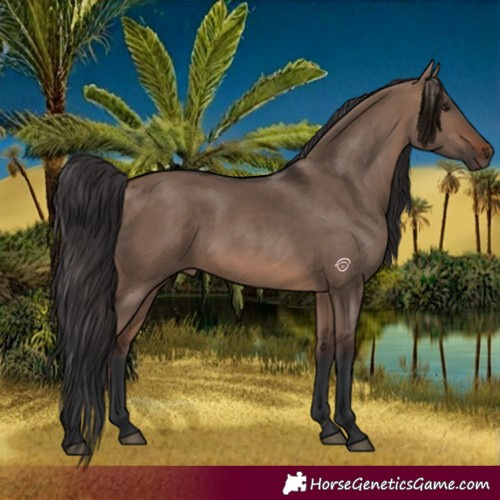Horse Color:Brown Dun Rabicano 