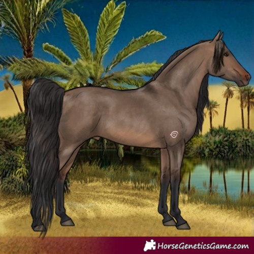Horse Color:Brown Dun Rabicano 