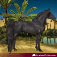 Horse Color:Smoky Black 