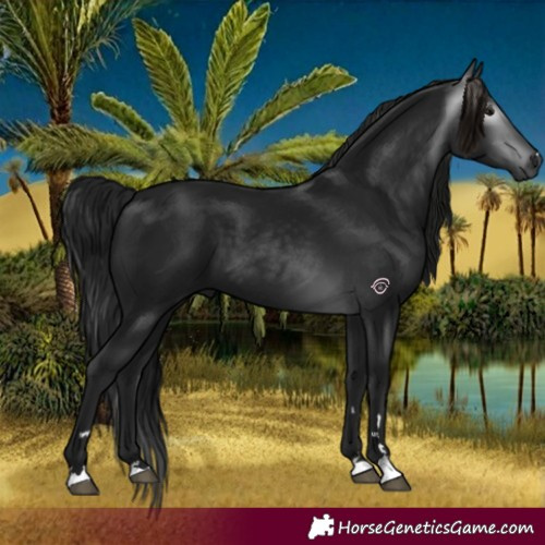 Horse Color:Gray Black