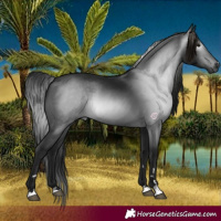Horse Color:Gray Black 