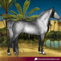 Horse Color:Gray Black